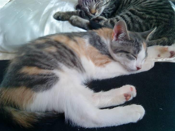 Blanding af racer Baby Plet <3 - 7-Nurrh hygge«3 Foto-Mor! billede 7