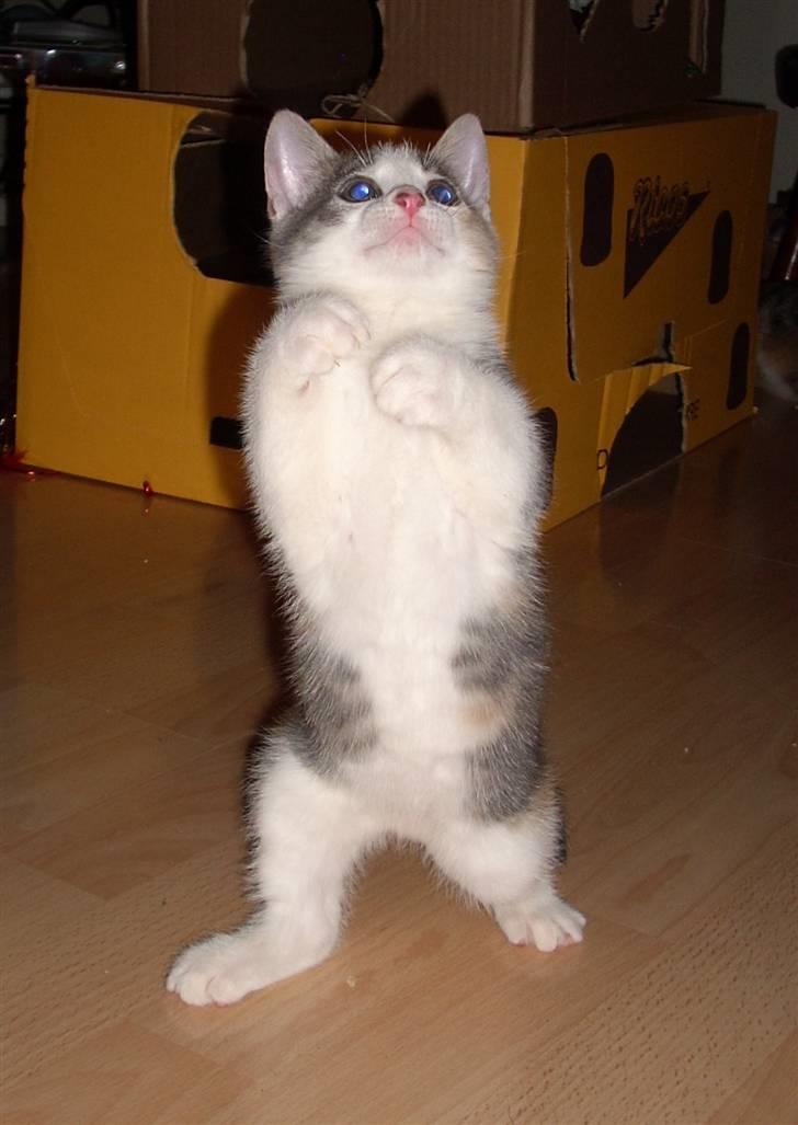 Blanding af racer Baby Plet <3 - 8- SE hvad jeg kan :D billede 8