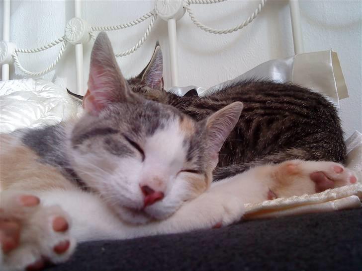 Blanding af racer Baby Plet <3 - 9-Putte, putte<3 ;) Foto-Tror det er mig selv! :s billede 9