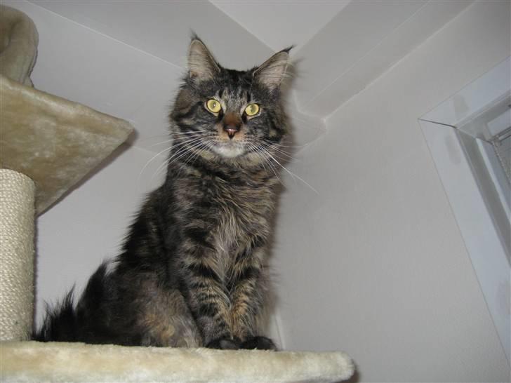 Maine Coon Gaby - Jeg vogter mit træ. billede 1