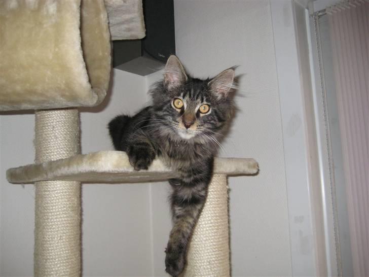Maine Coon Gaby - Hvad vil du? (: billede 3