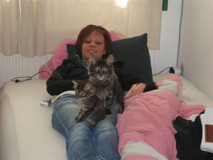 Maine Coon Gaby - Hvornår flytter den lille sig, jeg vil gerne UD. Det er kedeligt bare at sidde her. billede 4