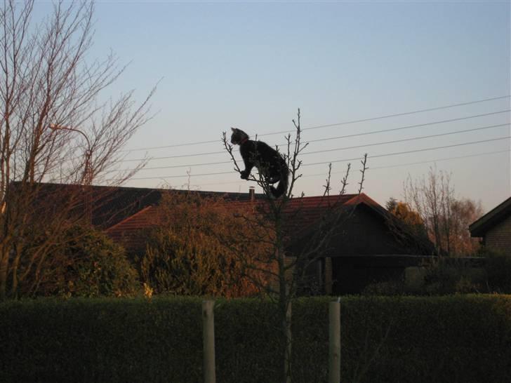 Maine Coon Gaby - Jeg elsker at klatre (: billede 5
