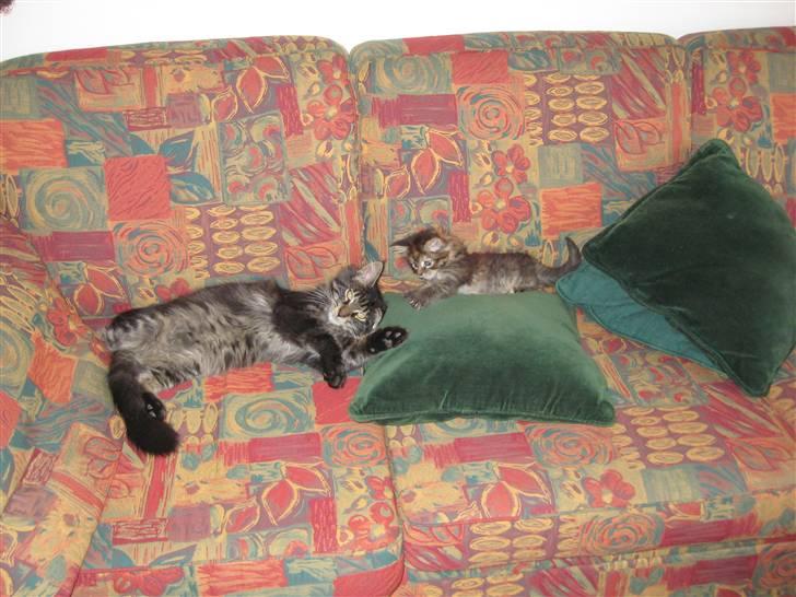 Maine Coon Gaby - Hej med dig (: billede 6