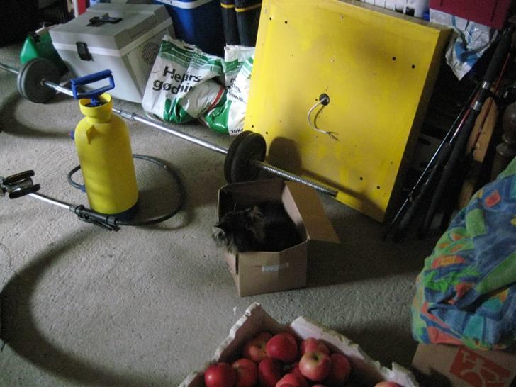 Maine Coon Gaby - Jeg kan sove alle steder. billede 7