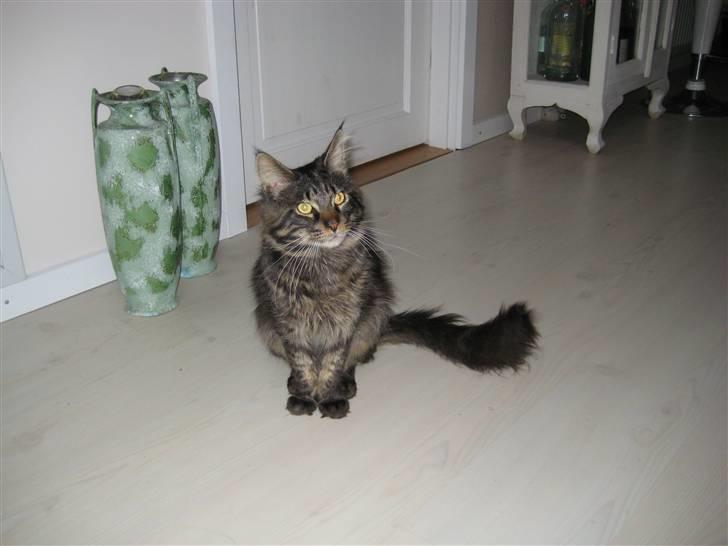 Maine Coon Gaby - Hvad er det du har der? billede 8