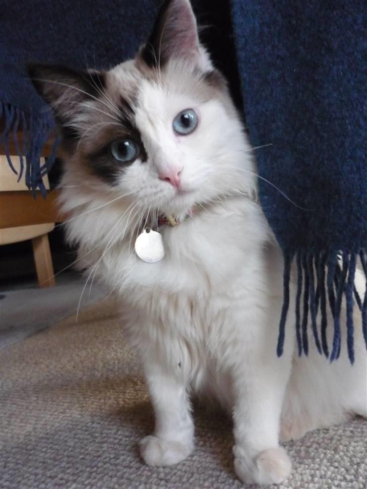 Ragdoll Den maskerede hævner - 8 måneder billede 16