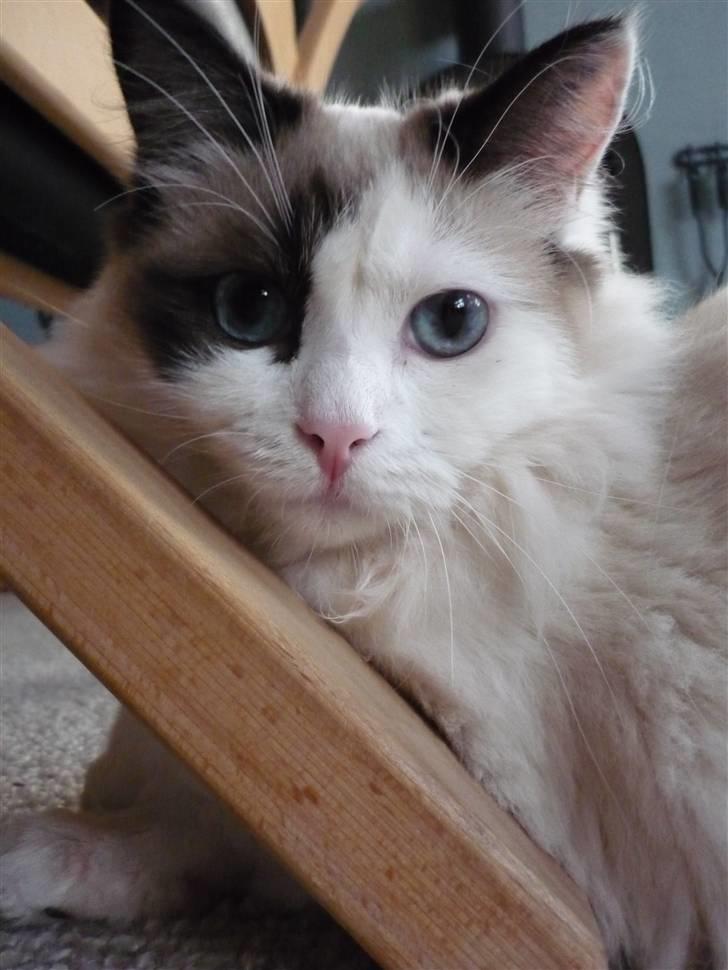 Ragdoll Den maskerede hævner - 8 måneder billede 17