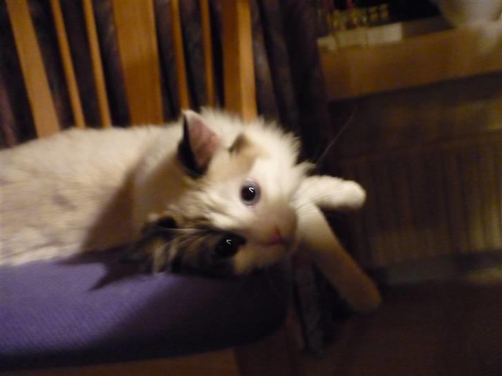 Ragdoll Den maskerede hævner - 8 måneder billede 18