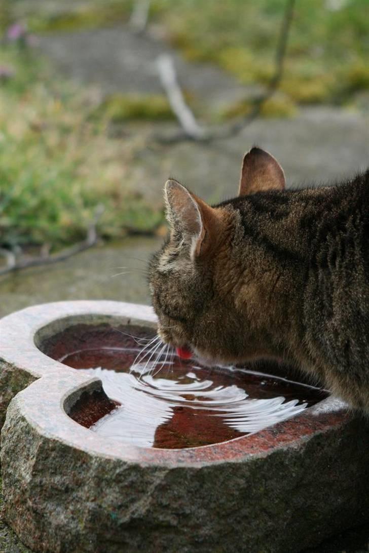 Huskat Samson billede 11