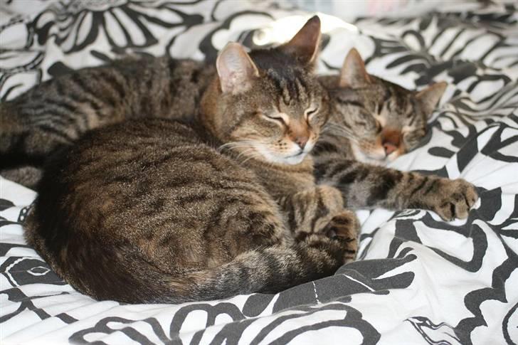 Huskat Samson billede 12