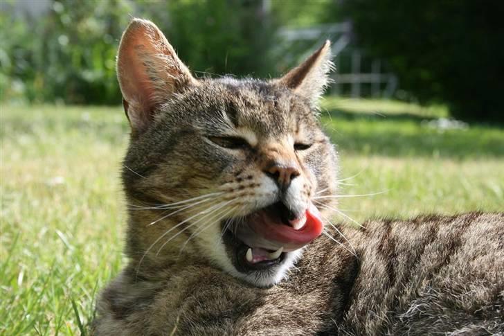 Huskat Samson billede 13