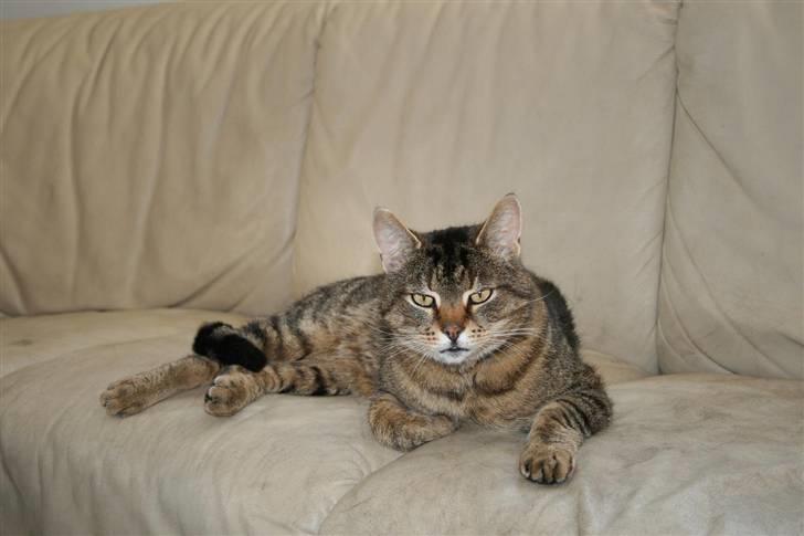 Huskat Samson billede 14