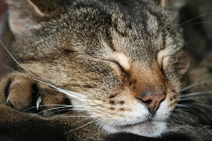 Huskat Samson billede 15