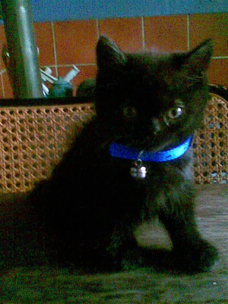 Blanding af racer blacki   (død) billede 1