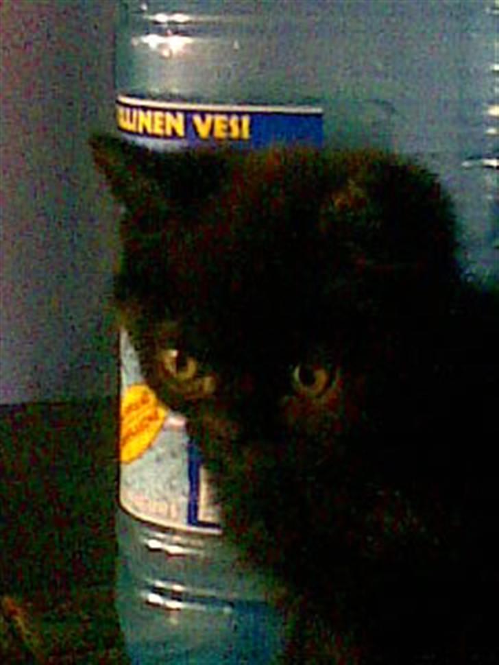 Blanding af racer blacki   (død) billede 2