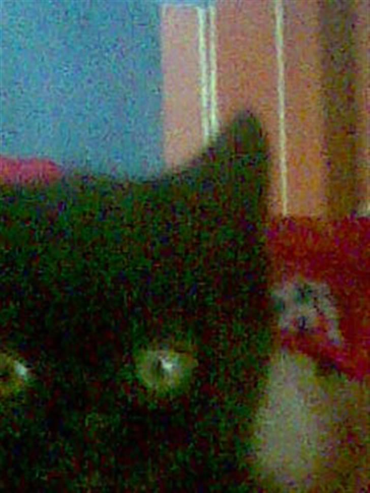 Blanding af racer blacki   (død) billede 3