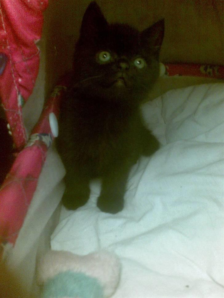 Blanding af racer blacki   (død) billede 4