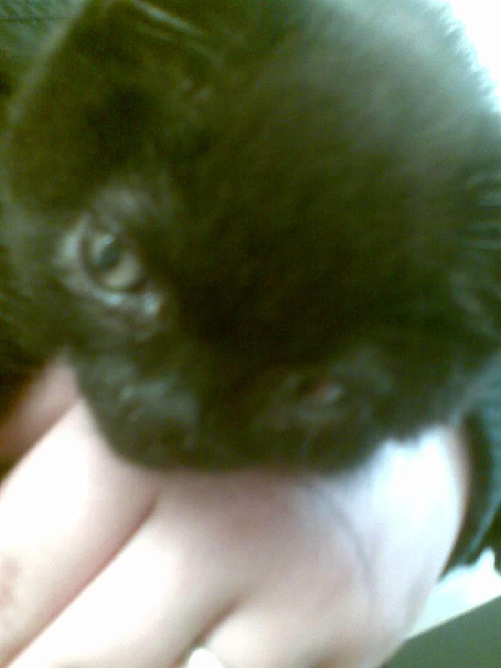 Blanding af racer blacki   (død) billede 5