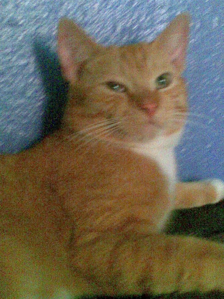 Huskat gafil (død) billede 1