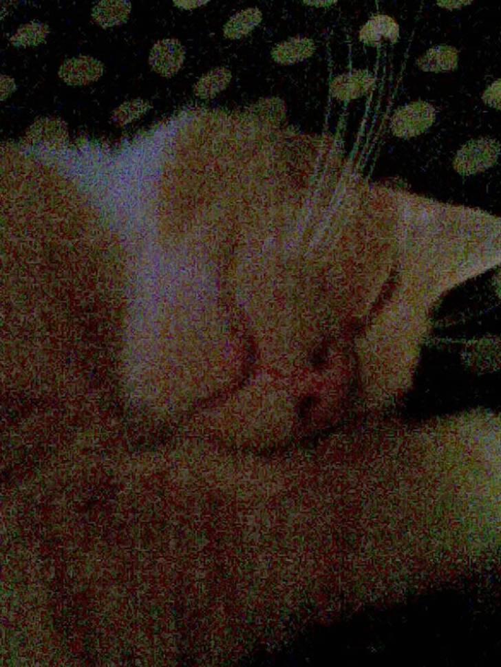 Huskat gafil (død) billede 2