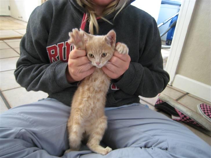 Huskat Bailey (R.I.P d. 10/1 09) billede 1