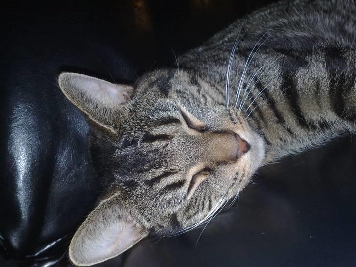 Huskat Loui billede 1