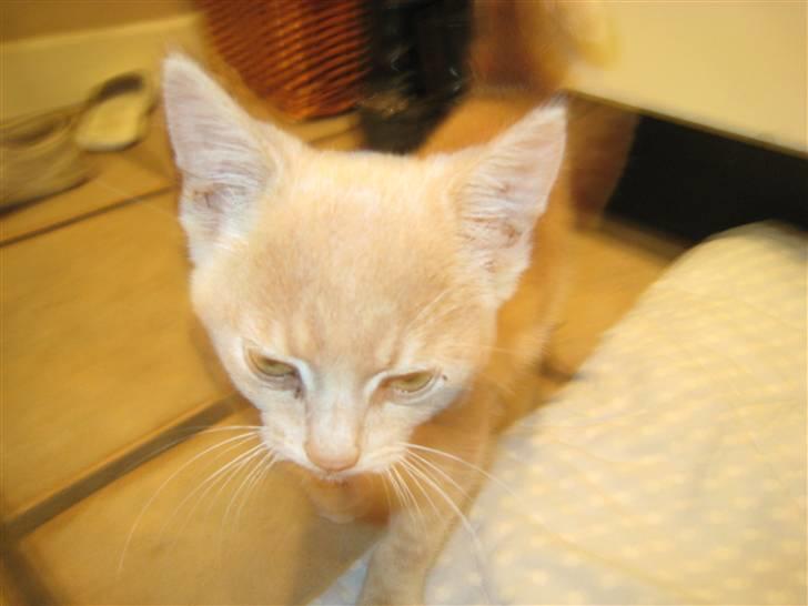 Huskat Bailey (R.I.P d. 10/1 09) billede 2