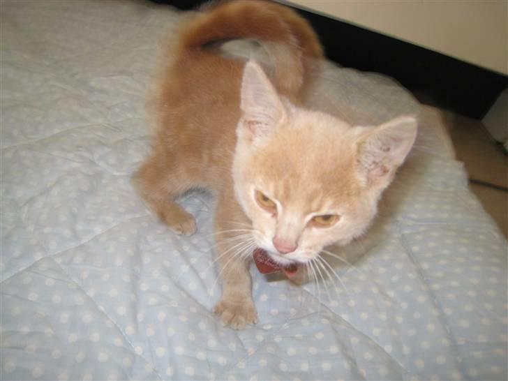 Huskat Bailey (R.I.P d. 10/1 09) billede 3