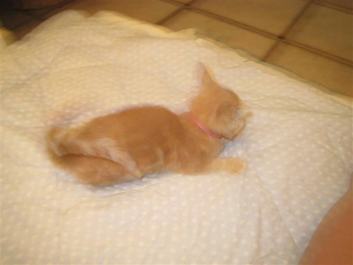 Huskat Bailey (R.I.P d. 10/1 09) billede 4