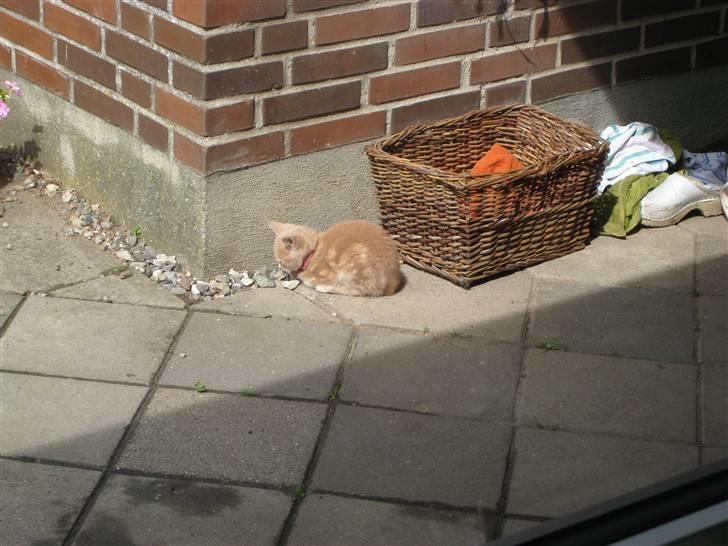 Huskat Bailey (R.I.P d. 10/1 09) billede 5