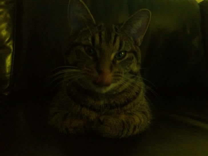 Huskat Loui billede 2