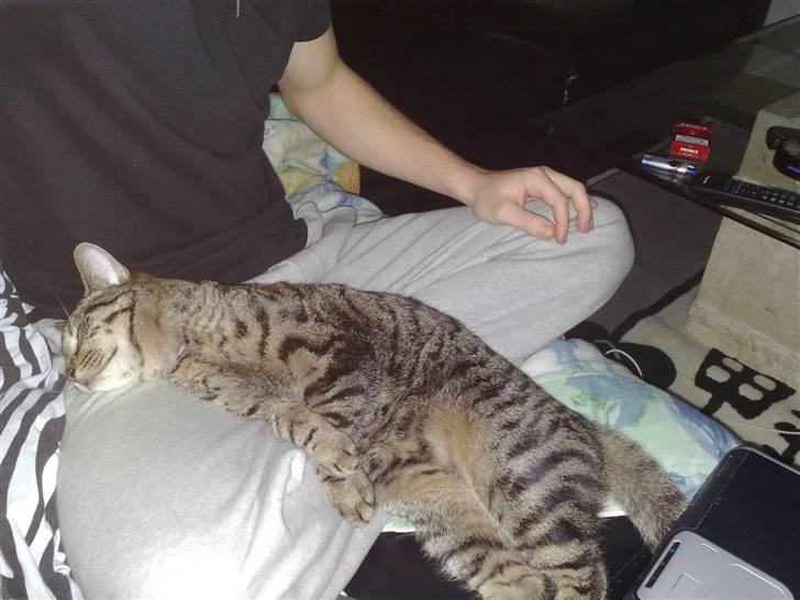 Huskat Loui billede 3