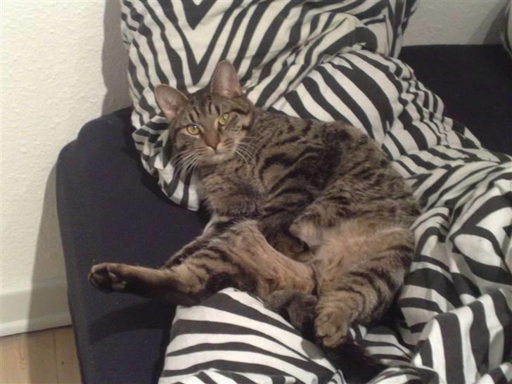 Huskat Loui billede 4