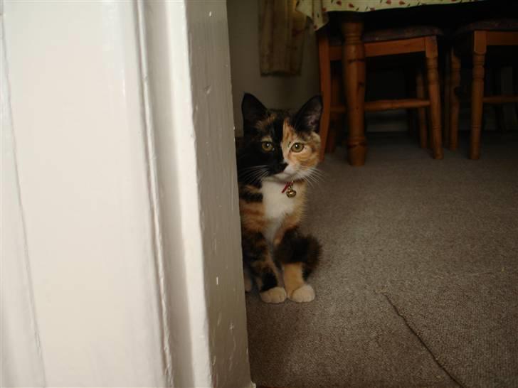 Huskat Candy billede 1