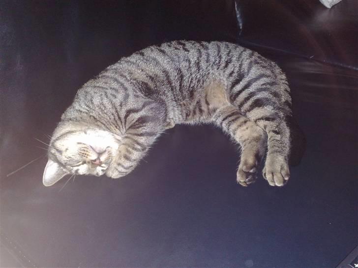 Huskat Loui billede 5