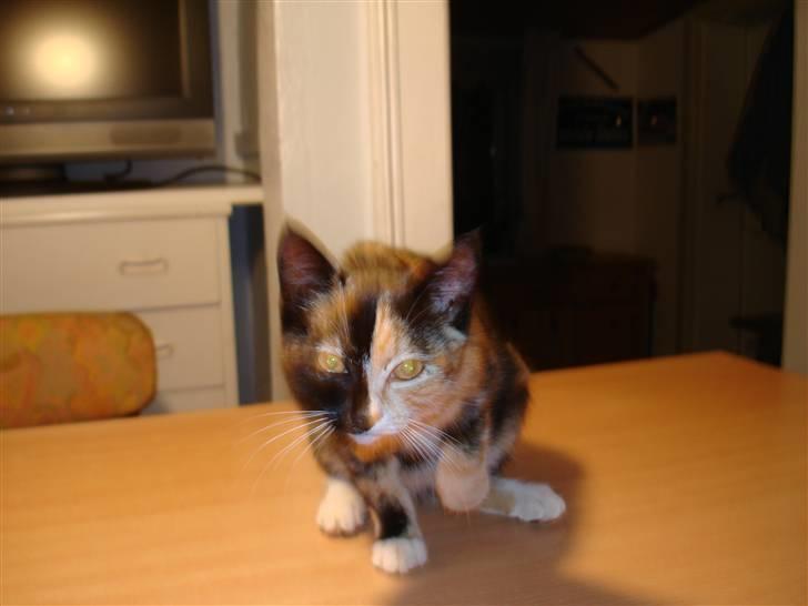 Huskat Candy billede 2