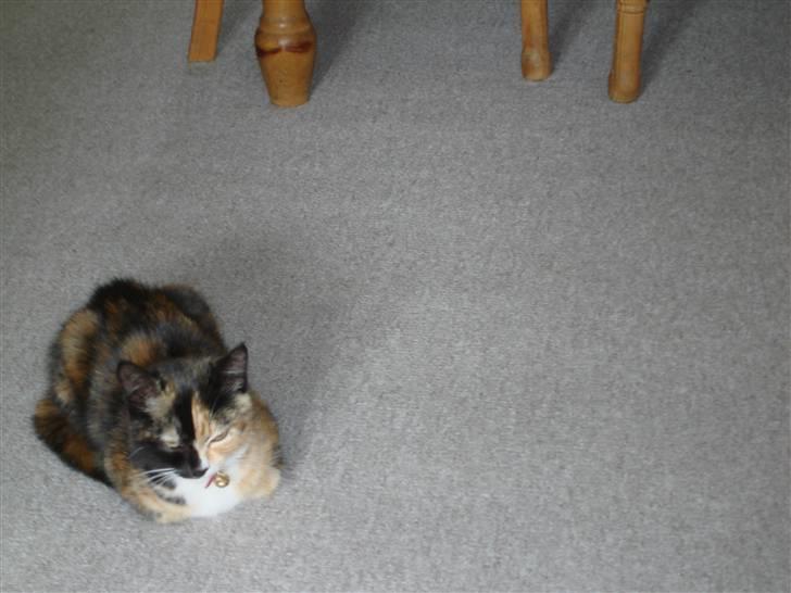 Huskat Candy billede 3