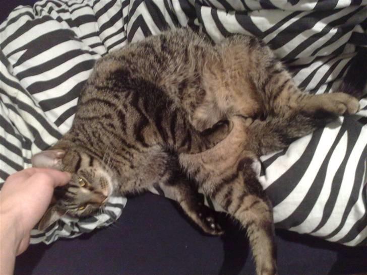 Huskat Loui billede 6