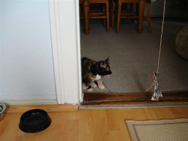 Huskat Candy billede 4