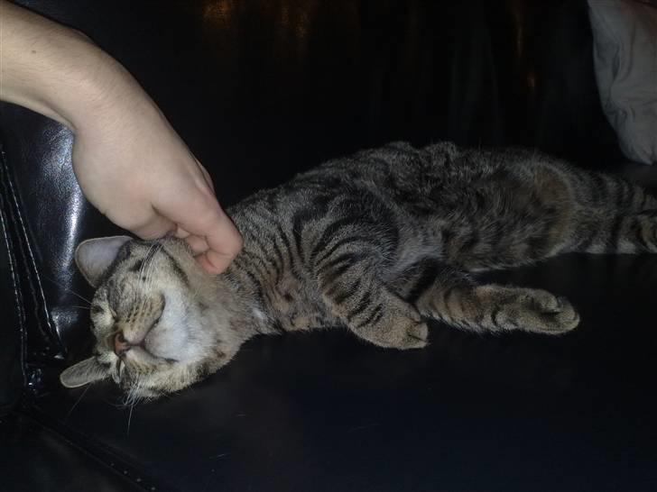 Huskat Loui billede 7