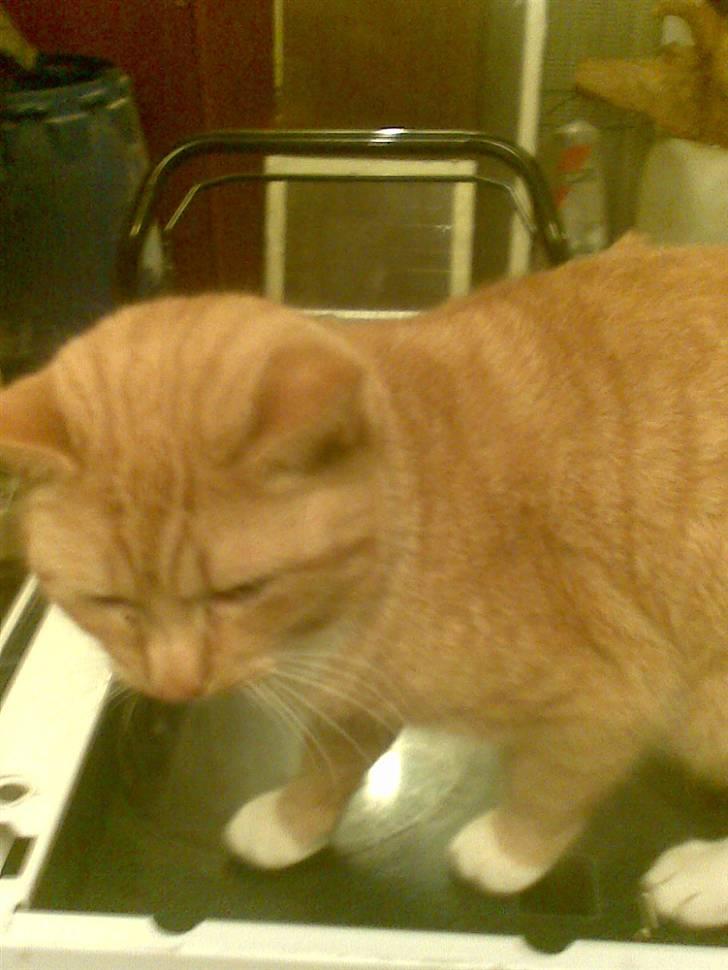 Huskat gafil (død) billede 3