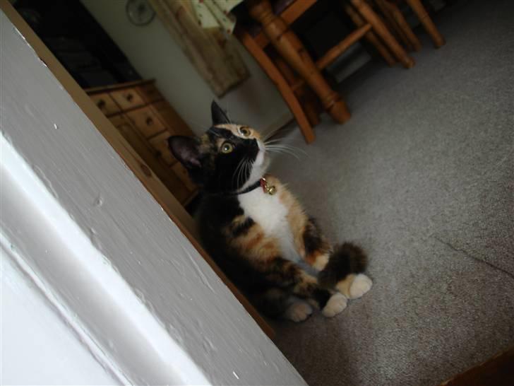 Huskat Candy billede 5