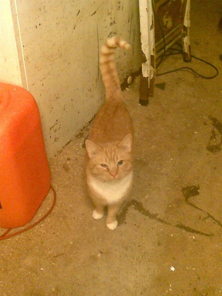 Huskat gafil (død) billede 4