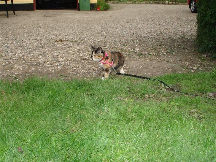 Huskat Candy billede 6