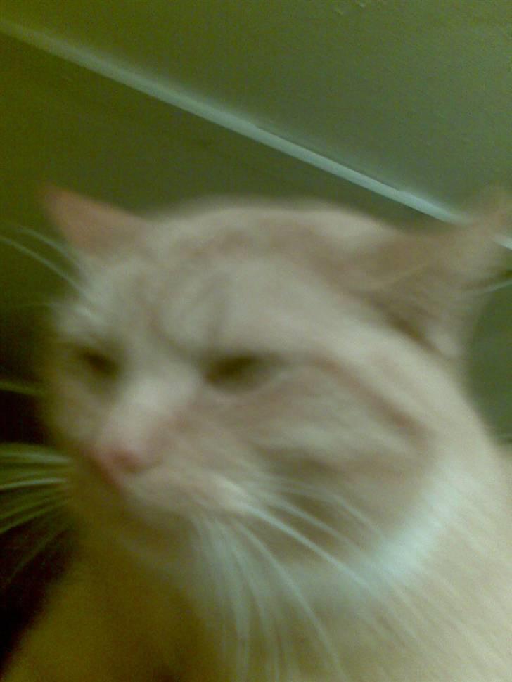 Huskat gafil (død) billede 5