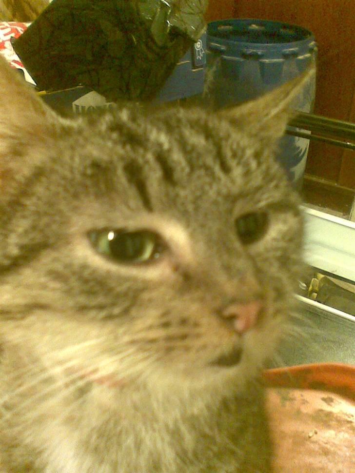 Huskat levetand (død) billede 1