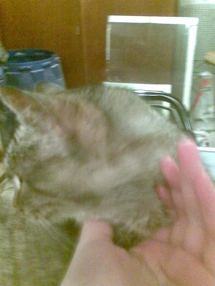 Huskat levetand (død) billede 2