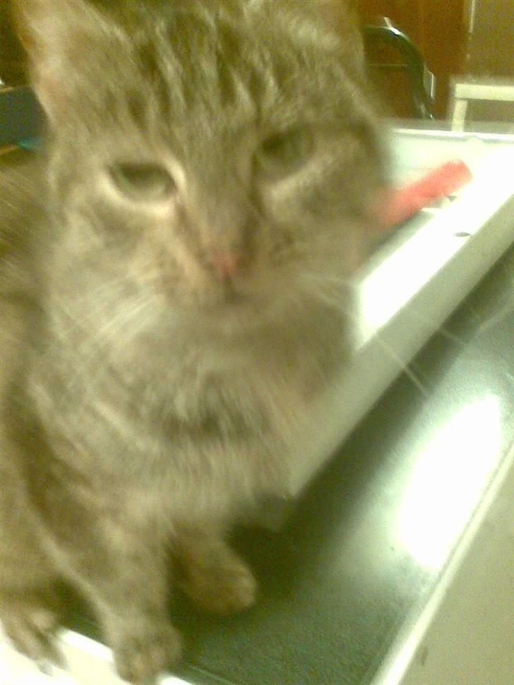 Huskat levetand (død) billede 3