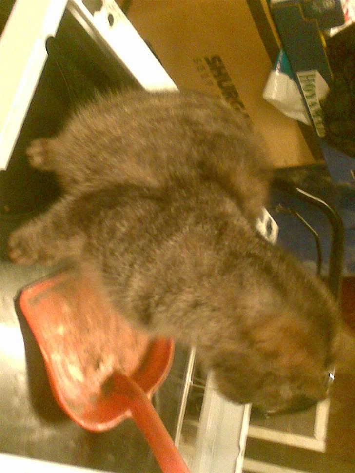 Huskat levetand (død) billede 5